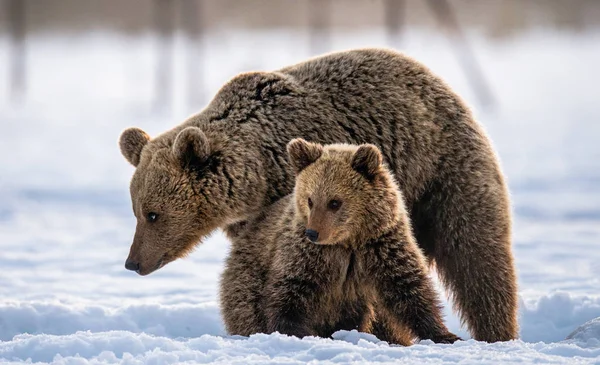 She Bear Bear Cub Snow Winter Forest Natural Habitat Scientific — 스톡 사진
