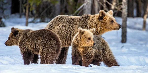 Lei Orso Orso Cuccioli Sulla Neve Nella Foresta Invernale Habitat — Foto Stock