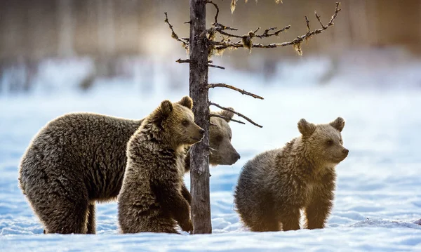 Osa Osos Cachorros Nieve Bosque Invierno Hábitat Natural Nombre Científico — Foto de Stock