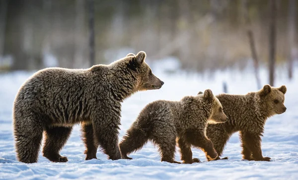 She Bear Bear Cubs Snow Winter Forest Natural Habitat Scientific — Stockfoto