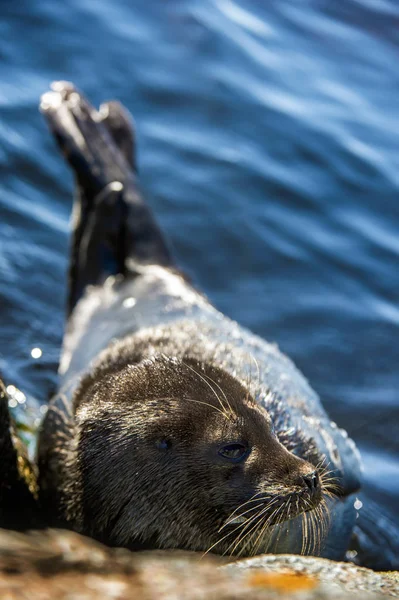 Selo Ladoga Anelado Repousando Sobre Uma Pedra Nome Científico Pusa — Fotografia de Stock