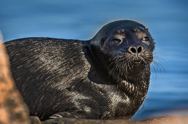 Ladoga Ringed Seal Close Portrait Blue Water Background Scientific Name — 图库照片
