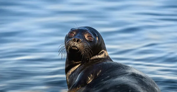 Ladoga Ringed Seal Close Portrait Blue Water Background Scientific Name — Stock fotografie