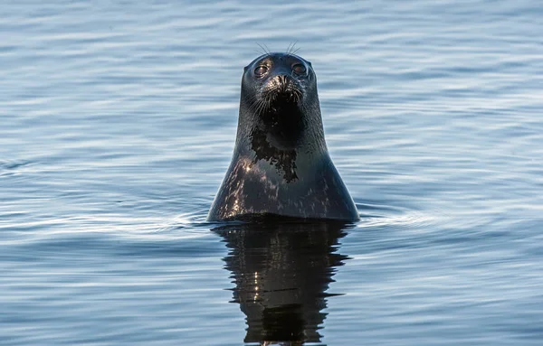 The Ladoga ringed seal. Blue water background. Scientific name: Pusa hispida ladogensis. The Ladoga seal in a natural habitat. Ladoga Lake. Russia