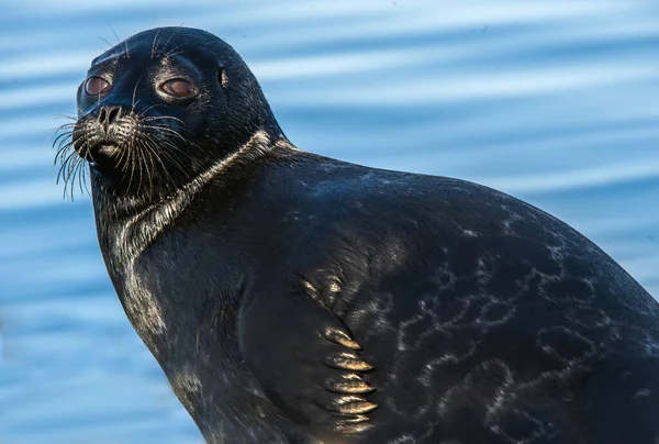 Ladoga Ringed Seal Close Portrait Blue Water Background Scientific Name — Stock fotografie