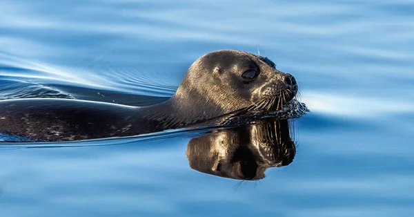 Ladoga Ringed Seal Swimming Water Scientific Name Pusa Hispida Ladogensis — Stock Photo, Image
