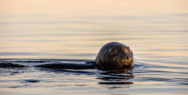 Ladoga Ringed Seal Swimming Water Sunset Light Scientific Name Pusa — стокове фото