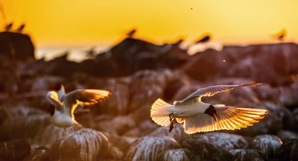 Gaviota Voladora Luz Del Atardecer Fondo Del Atardecer Gaviota Cabeza — Foto de Stock