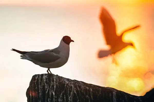 Silhouette Seagull Stone Red Sunset Sky Background Black Headed Gull — 图库照片