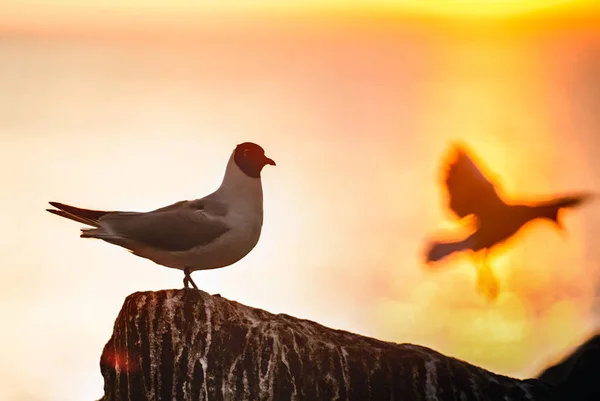 Silhouette Seagull Stone Red Sunset Sky Background Black Headed Gull — Stock fotografie