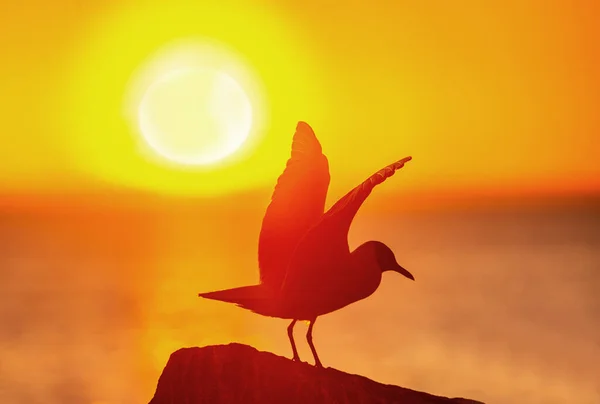 Silhouette Seagull Stone Red Sunset Sky Background Black Headed Gull — Stok fotoğraf