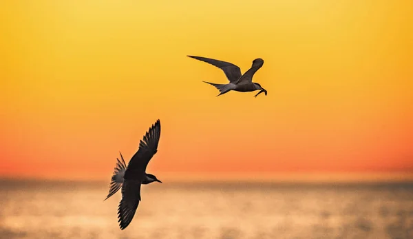 Silhouettes Flying Seagull Tern Red Sunset Sky Background Dramatic Sunset — Stok fotoğraf