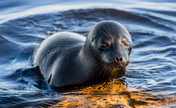 Ladoga Ringed Seal Resting Stone Scientific Name Pusa Hispida Ladogensis — Stock fotografie