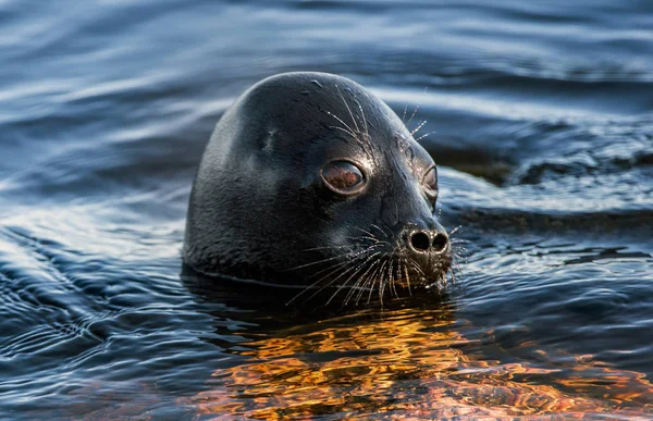 Ladoga Ringed Seal Resting Stone Scientific Name Pusa Hispida Ladogensis — Stock fotografie