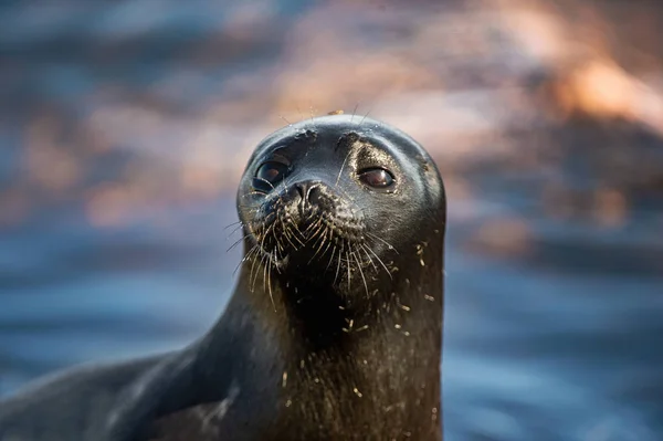 Ladoga Ringed Seal Close Portrait Scientific Name Pusa Hispida Ladogensis — Stock fotografie