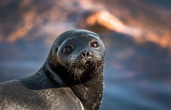 Ladoga Ringed Seal Close Portrait Scientific Name Pusa Hispida Ladogensis — Zdjęcie stockowe