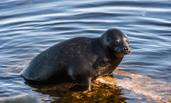 Ladoga Ringed Seal Resting Stone Scientific Name Pusa Hispida Ladogensis — Stockfoto