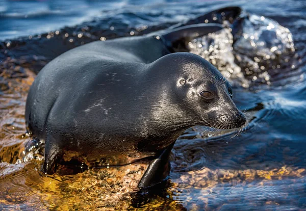Ladoga Ringed Seal Resting Stone Scientific Name Pusa Hispida Ladogensis — Stock Fotó