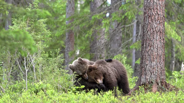 Brown Bear Cubs Playfully Fighting Summer Forest Scientific Name Ursus — Stock fotografie