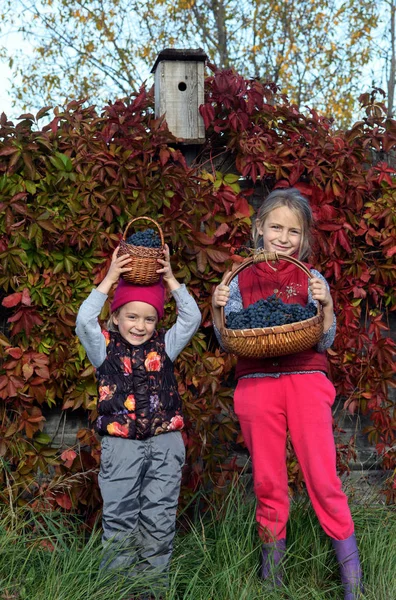 Mädchen Mit Wilden Trauben Den Herbstfarben Glückliches Baby Mädchen Auf — Stockfoto