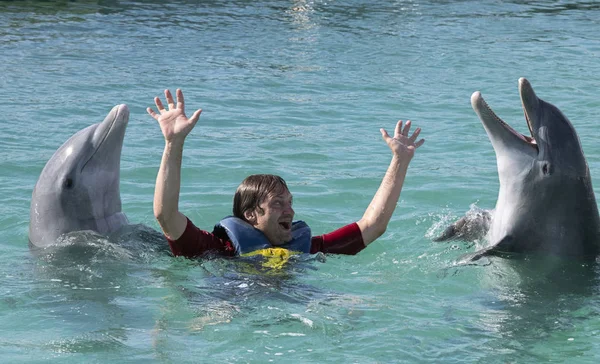 Smiling man swimming with dolphins. Dolphins in blue water.