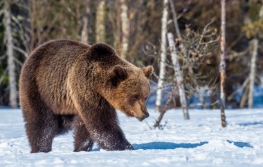 Bahar Ormanı 'nda kar üzerinde yürüyen kahverengi ayı bilimsel adı Ursus Arctos. Kış mevsimi.