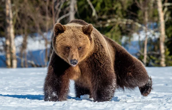 Brown Bear Снігу Весняному Лісі Передній Вид Ursus Arctos — стокове фото