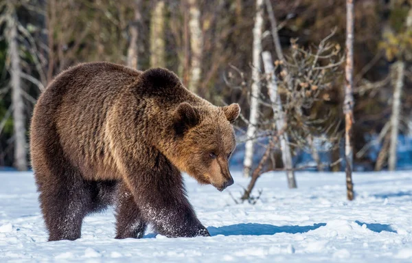 Brown Bear Гуляє Снігу Весняному Лісі Scientific Name Ursus Arctos — стокове фото