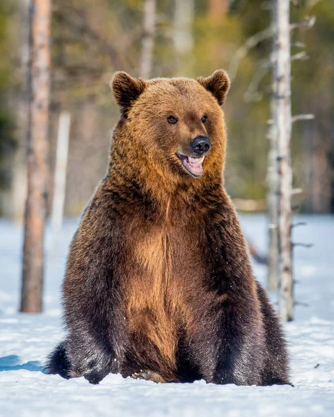 Καφέ Αρκούδα Κάθεται Στο Χιόνι Στο Δάσος Της Άνοιξης Μπροστά — Φωτογραφία Αρχείου