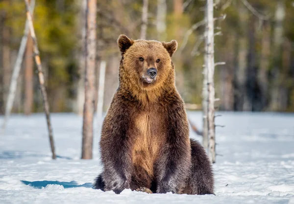 Brown Bear Sitting Snow Spring Forest Front View Scientific Name — Stock Photo, Image