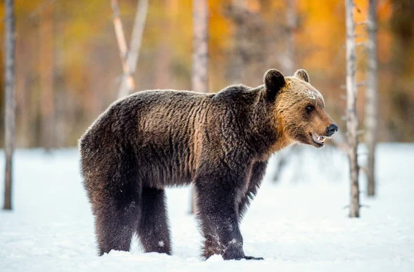 Коричневый Медведь Снегу Весеннем Лесу Научное Название Ursus Arctos — стоковое фото