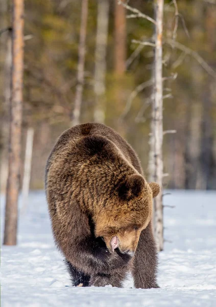 Oso Marrón Nieve Bosque Primavera Ursus Arctos — Foto de Stock