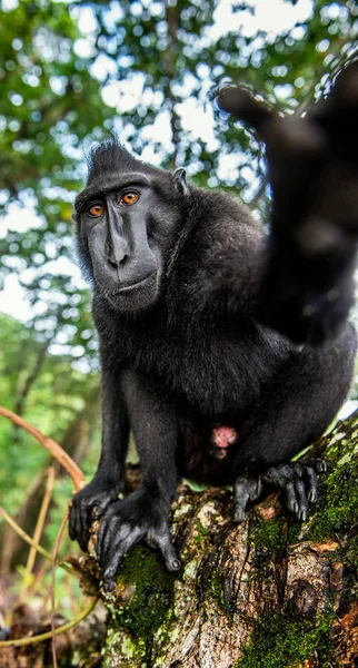 Los Celebes Tienen Cresta Macaco Primer Plano Gran Angular Macaco —  Fotos de Stock