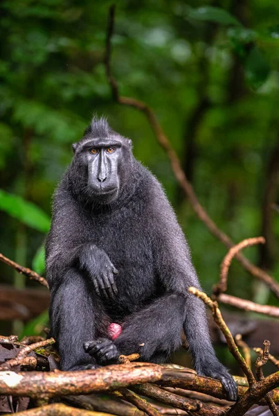 Celebek Makákót Raktak Fára Zöld Természetes Háttér Crested Black Macaque — Stock Fotó