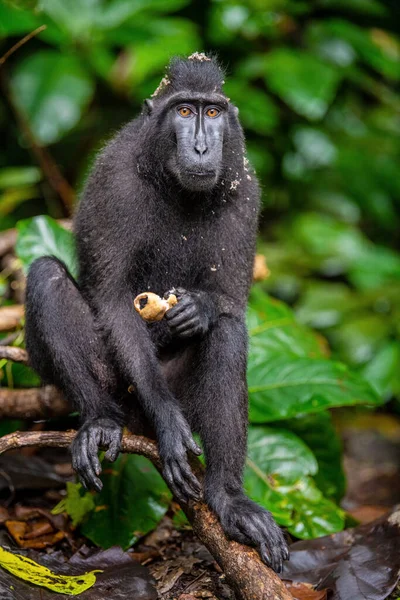 Los Celebes Crestaron Macaco Árbol Fondo Natural Verde Macaco Negro —  Fotos de Stock