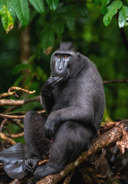 Celebes Kuifmakaak Boom Groene Natuurlijke Achtergrond Kuifzwarte Makaak Sulawesi Kuifmakaak — Stockfoto