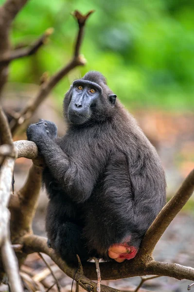 Celebes Criavam Macaco Árvore Fundo Natural Verde Macaco Preto Preso — Fotografia de Stock