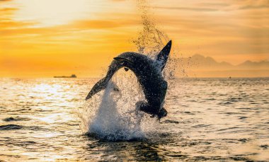 Gün doğumunda gökyüzünde zıplayan Büyük Beyaz Köpekbalığı silueti. (Carcharodon carcharias) Güney Afrika
