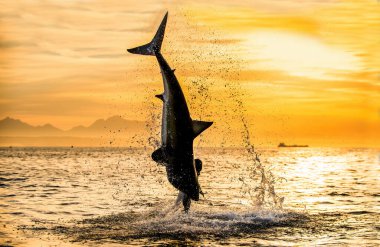 Gün doğumunda gökyüzünde zıplayan Büyük Beyaz Köpekbalığı silueti. (Carcharodon carcharias) Güney Afrika