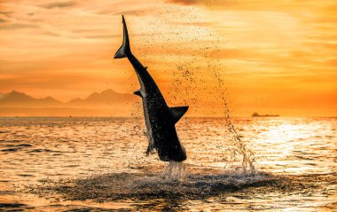 Gün doğumunda gökyüzünde zıplayan Büyük Beyaz Köpekbalığı silueti. (Carcharodon carcharias) Güney Afrika