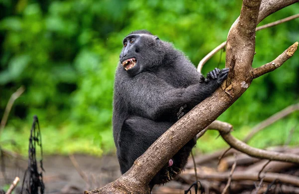 Celebes Crested Macaque Open Mouth Green Natural Background Crested Black — Stock Photo, Image