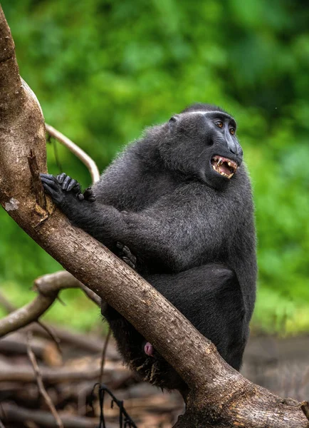 Los Celebes Crestaron Macaco Con Boca Abierta Fondo Natural Verde —  Fotos de Stock