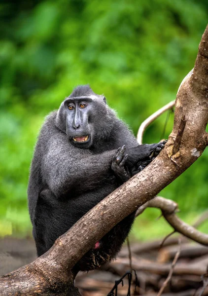 Die Celebes Haubenmakaken Mit Offenem Maul Grüner Natürlicher Hintergrund Haubenmakaken — Stockfoto