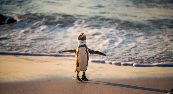 Αφρικανός Πιγκουίνος Στην Αμμώδη Παραλία Ηλιοβασίλεμα Αφρικανός Πιγκουίνος Επίσης Γνωστός — Φωτογραφία Αρχείου