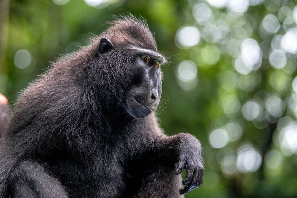 Celebes Kuifmakaak Sluit Zijaanzicht Kuifzwarte Makaak Sulawesi Kuifmakaak Zwarte Aap — Stockfoto