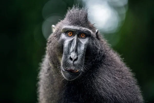 Celebes Berdada Kera Monyet Hitam Berjambul Kera Berjambul Sulawesi Atau — Stok Foto