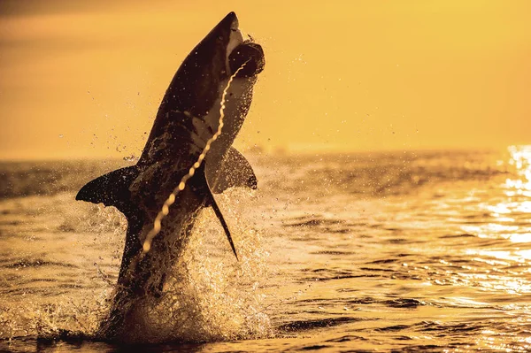 Silhouette Jumping Great White Shark Sunrise Sky Background Carcharodon Carcharias — Stock Photo, Image