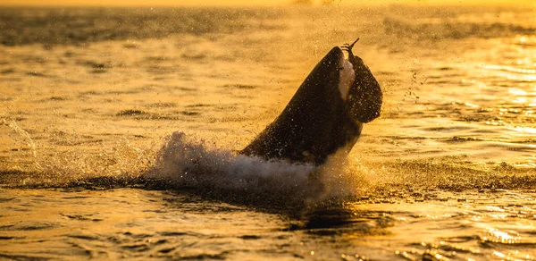 Silhouet Van Het Springen Grote Witte Haai Zonsopgang Hemel Achtergrond — Stockfoto