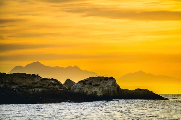 Seascape Morgen Kolonien Med Seler Den Steinete Øya Sør Afrika – stockfoto