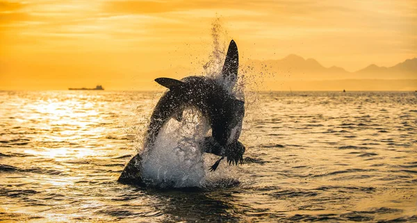 Silueta Salto Great White Shark Fondo Del Cielo Amanecer Carcharodon — Foto de Stock